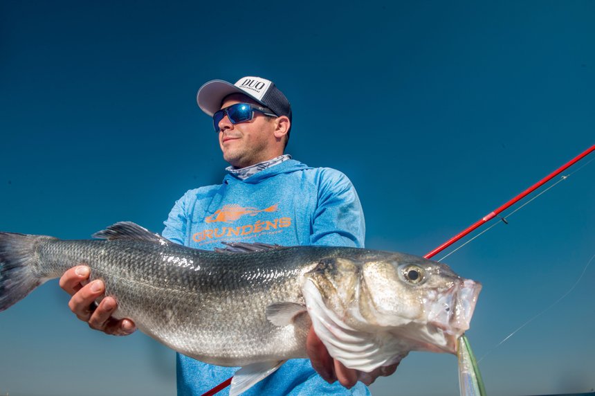Couleur leurre bar peche blanc clair