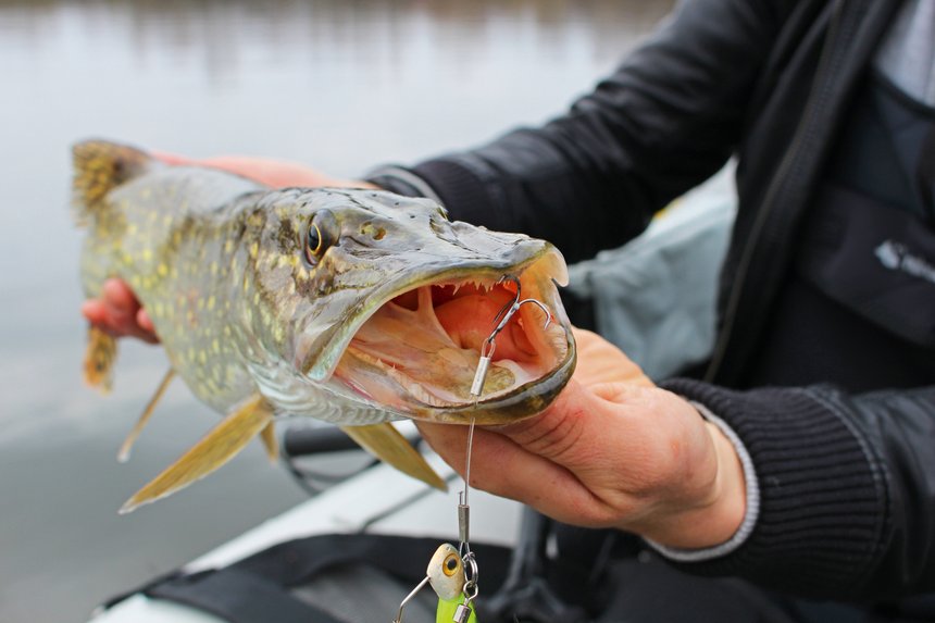 Hameçons Tubertini Série 229 à œillet - Lot De 15, Pour Carnassiers, Mer, Surfcasting - Montage Leurres
