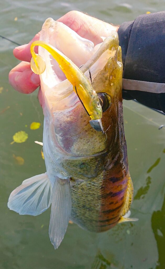 Sandre : la pêche en linéaire selon Gaël Even