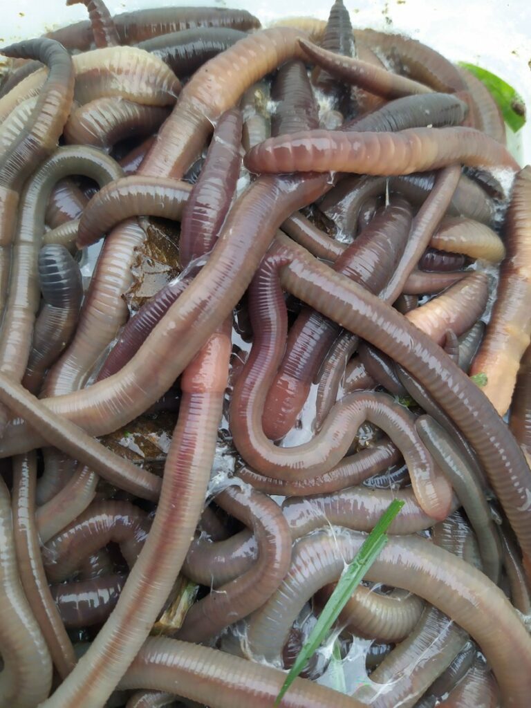 Silure : essayez la pêche en vertiglane