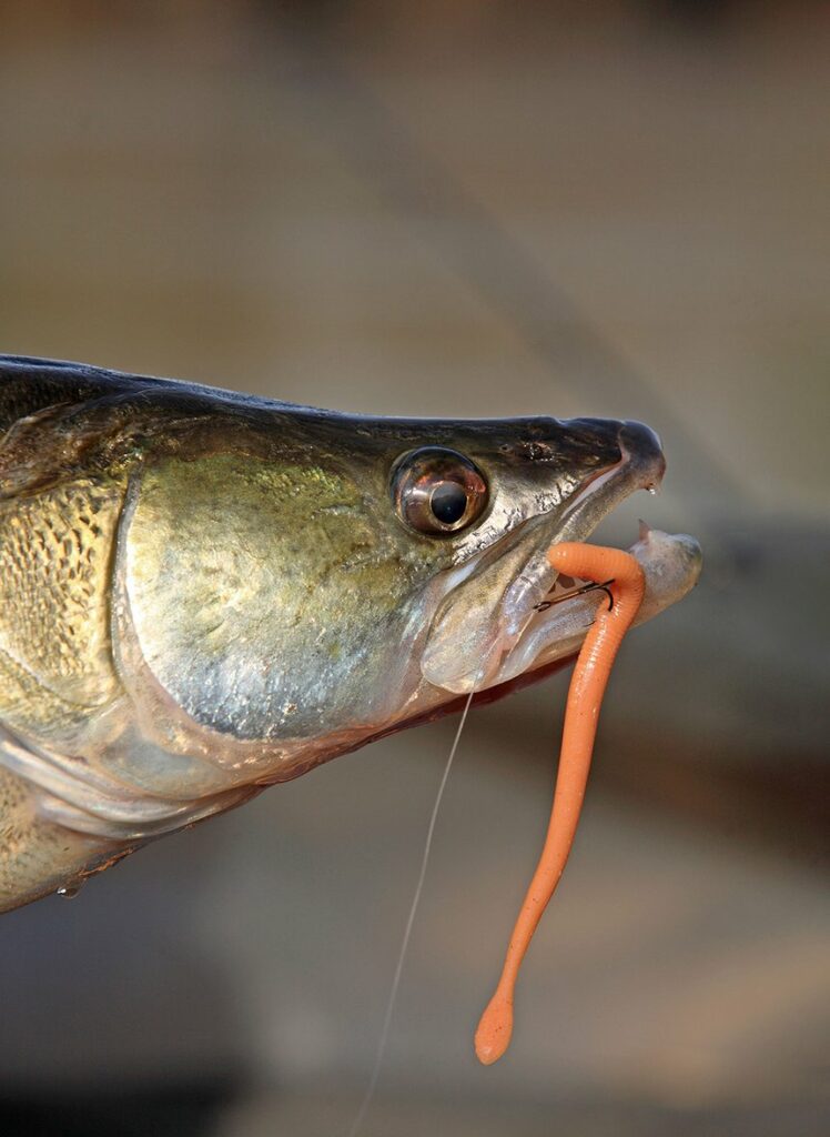Pêche du sandre en France : une popularité en berne ?