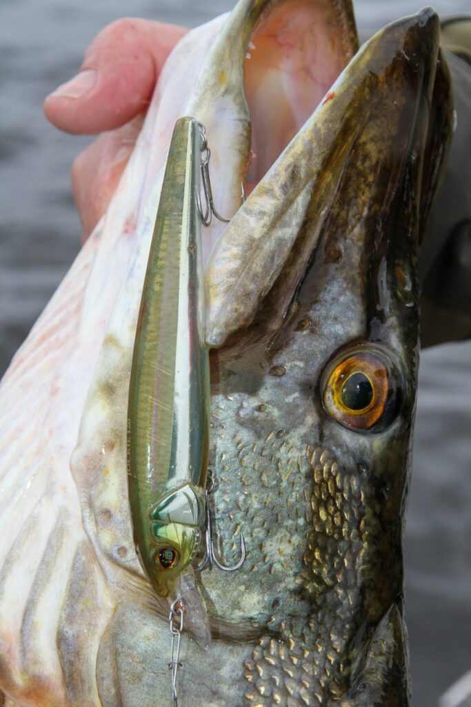 Les leurres de l’été (3) : jerkminnow et stickbait