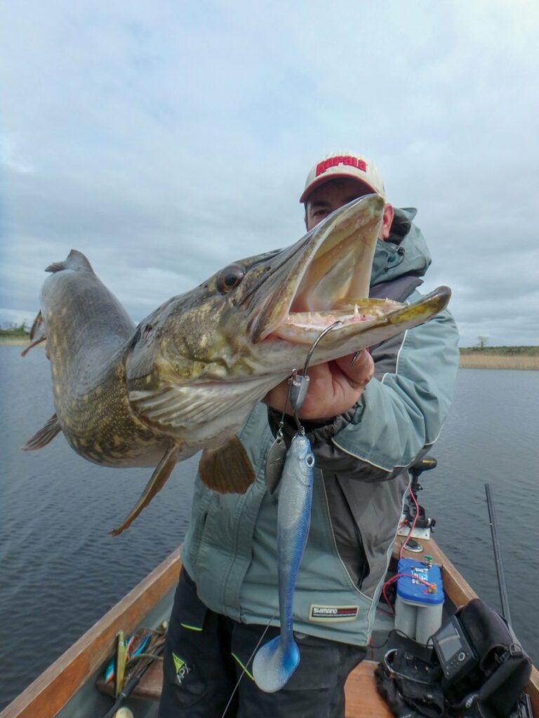Les leurres de l’été (4) : le shad, en texan à palette, ou tête plombée
