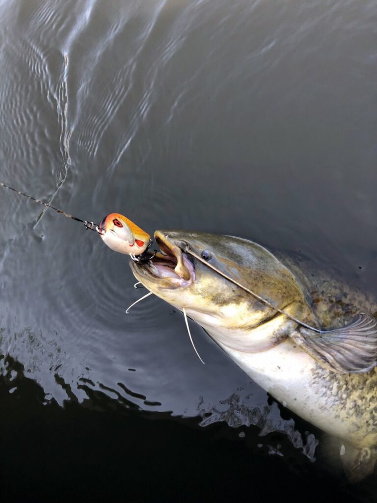 Jerkbait, crank, longbill minnow, lipless : pêcher le silure aux leurres dès l’ouverture