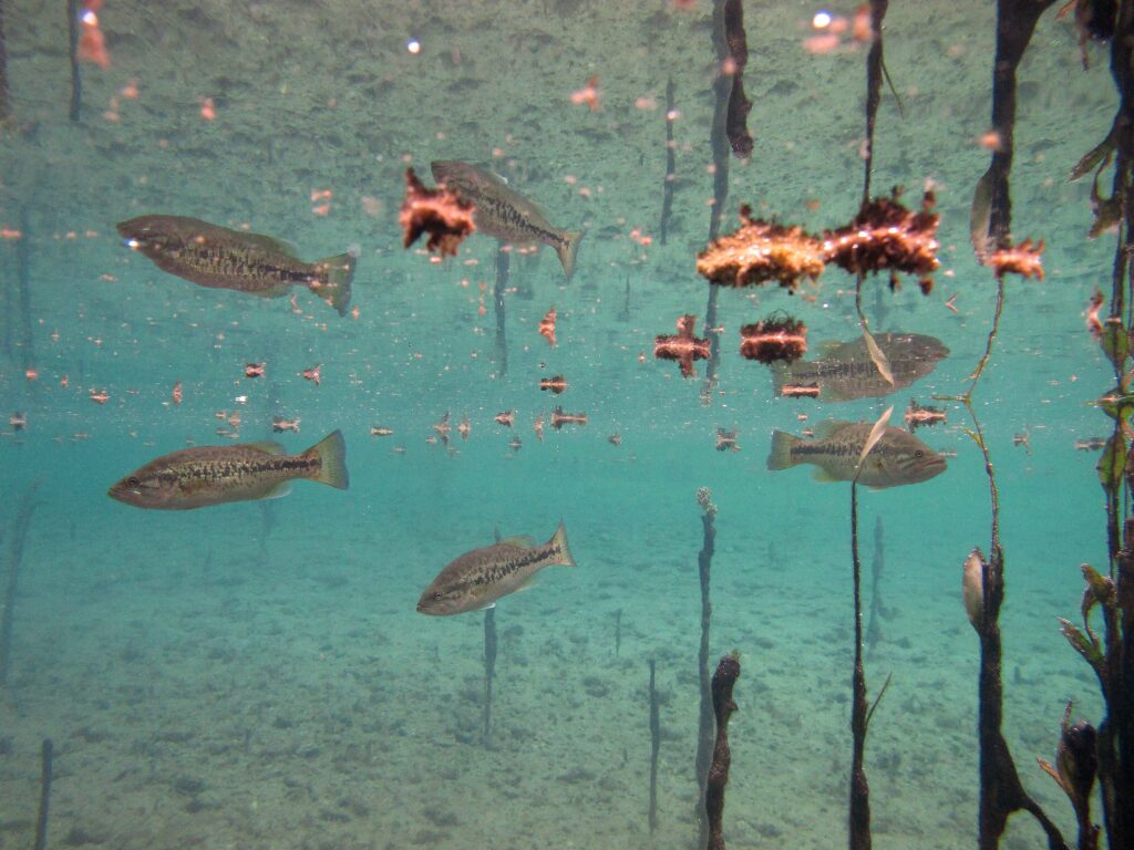 Sous le miroir de la surface, la faune aquatique se comporte bien différemment de ce qu’on imagine.