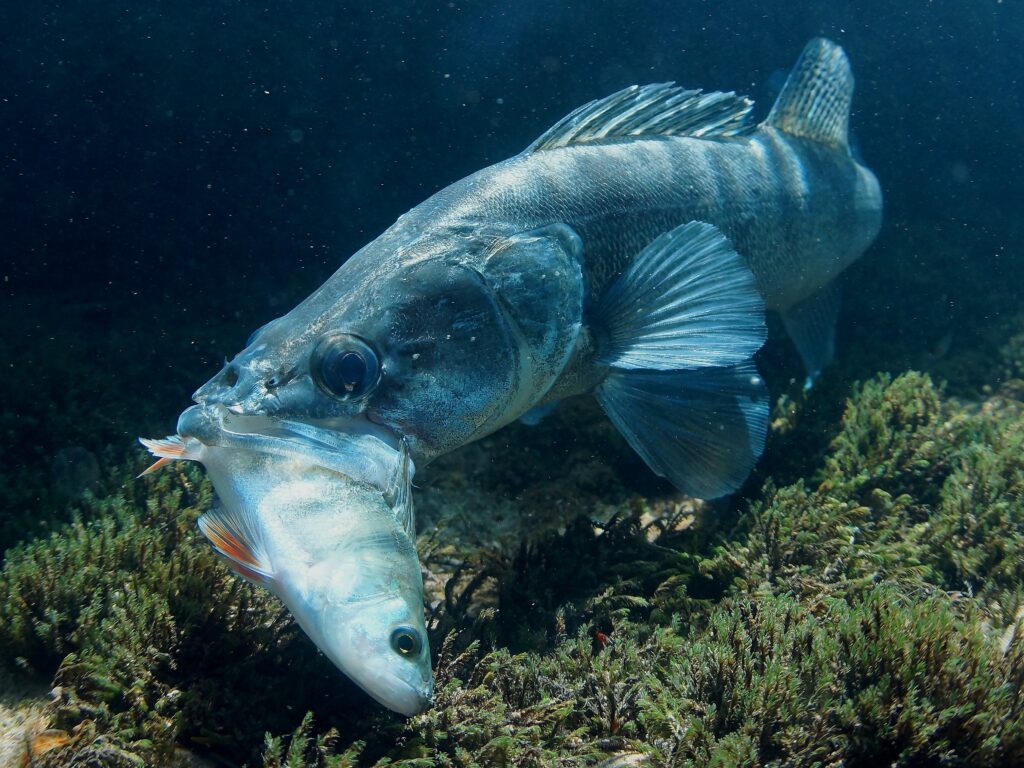 Observer une prédation sous l’eau est un moment rare et instructif.