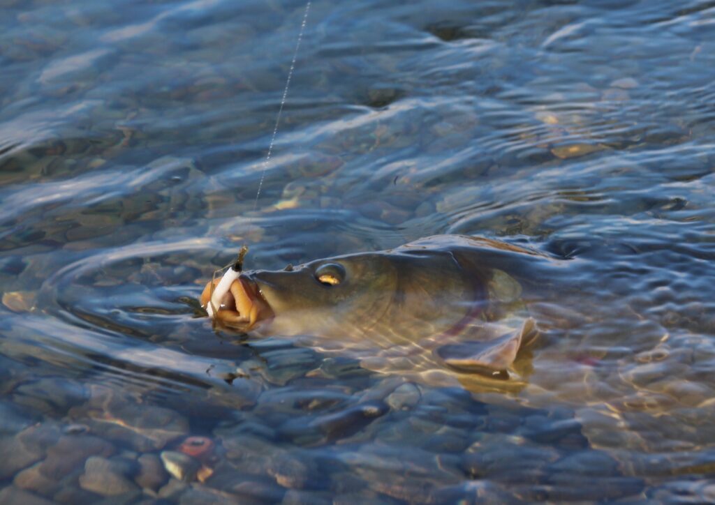 Carpe prise aux leurres souples en gravière, l'un des poissons blancs les plus difficiles à cibler