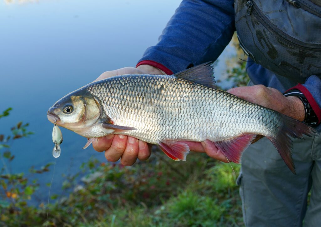 Ide mélanote capturé aux leurres, un des poissons blancs de rivière les plus combatifs