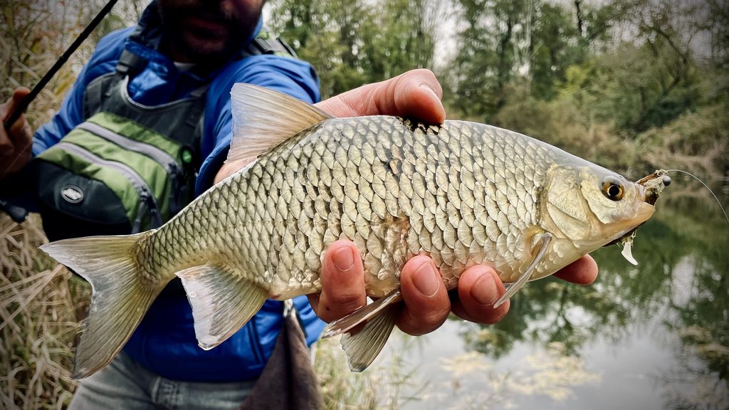 Rotengle pris aux leurres, l'un des poissons blancs les plus joueurs en surface