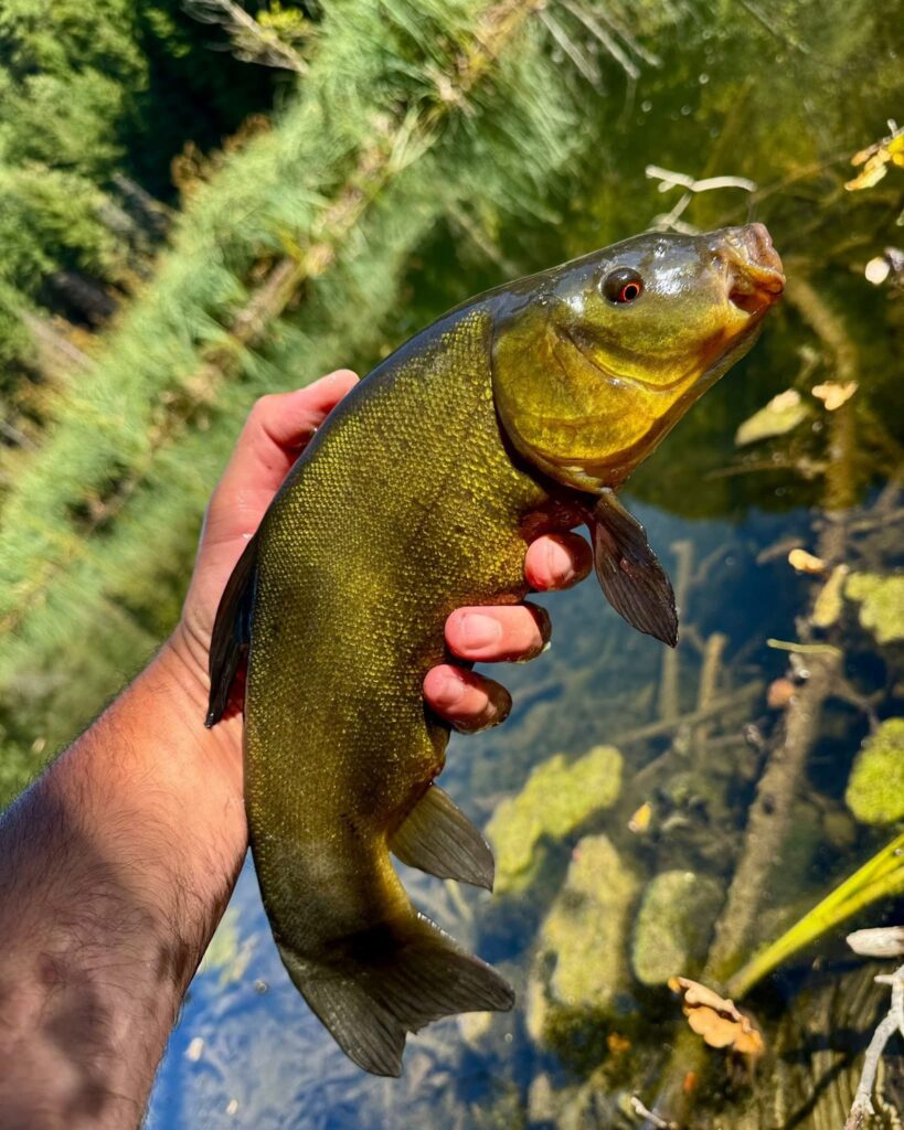 Tanche capturée au leurre souple en petite rivière de plaine