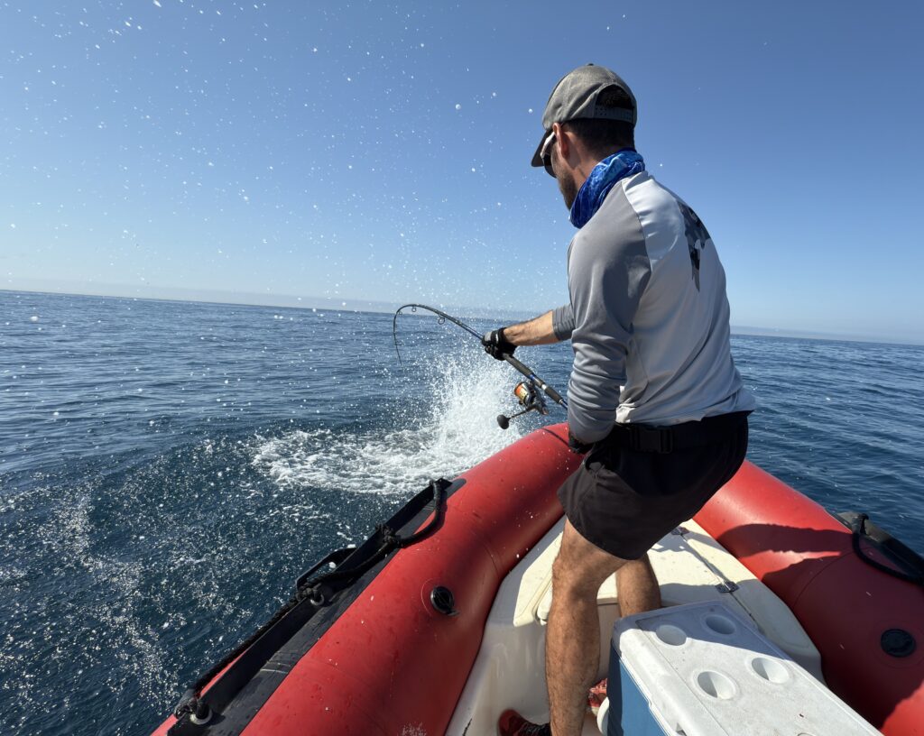 combat avec un thon rouge en mer