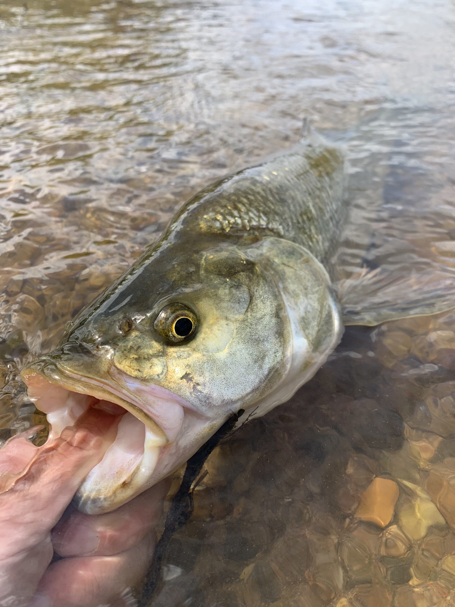aspe-gueule-prognathe-carnassier