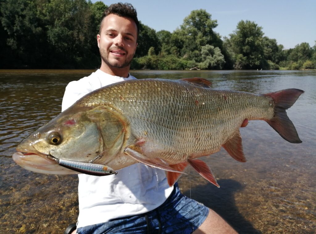 Pêcheur présentant un bel aspe capturé juste sous la surface au leurre