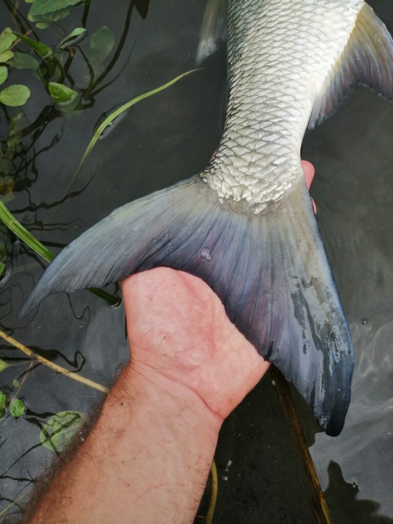Aspe tenu à deux mains, sa large nageoire caudale de tarpon bien visible
