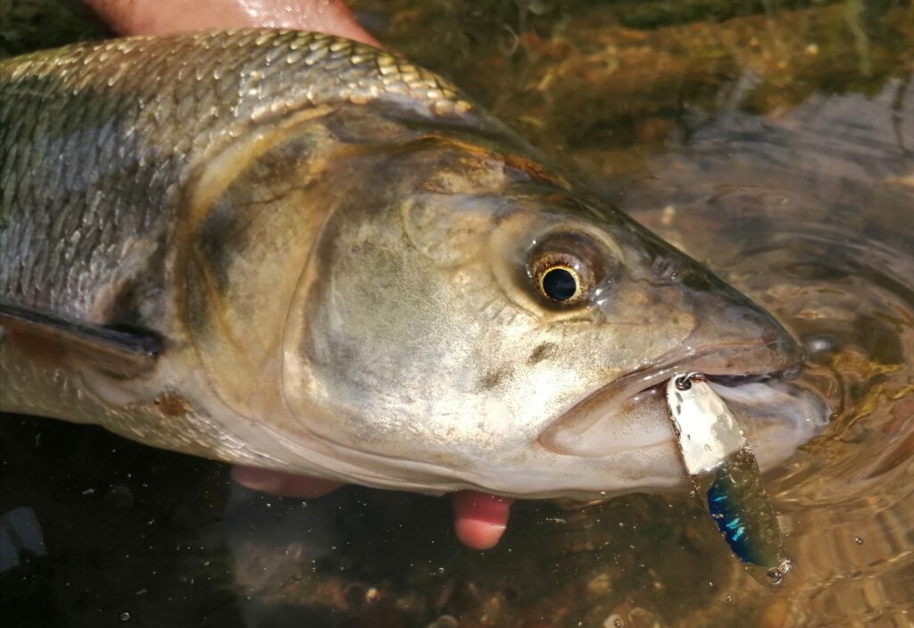 Gros aspe capturé à la cuiller ondulante, leurre encore accroché à la mâchoire