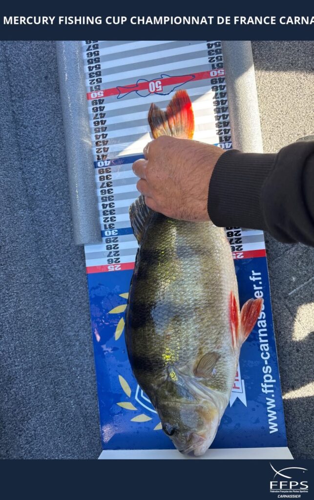 Perche de 49 cm mesurée sur la toise FFPS Carnassier pendant la Mercury Fishing Cup IV