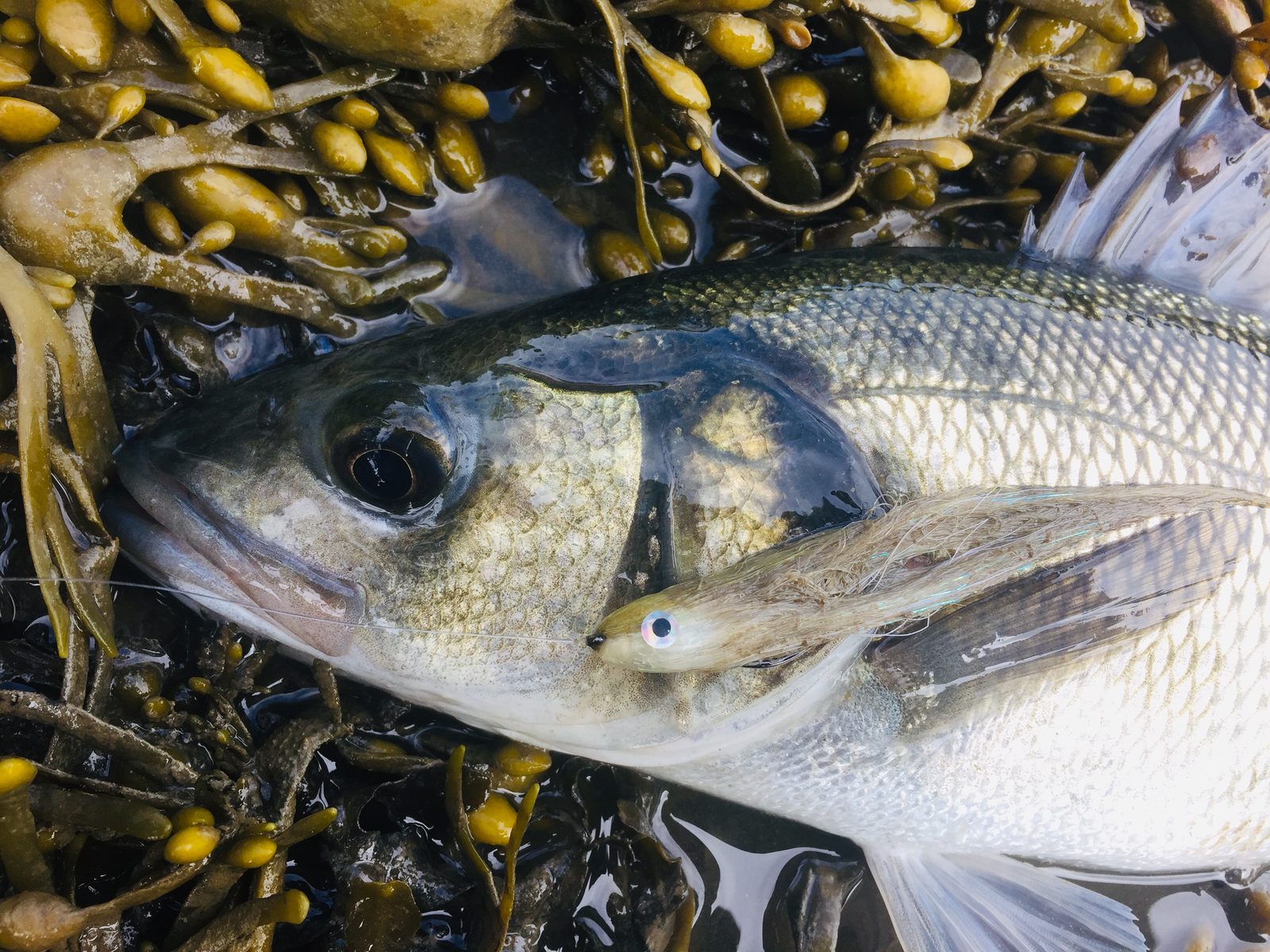 Bar posé sur des algues, un minnow planté dans la gueule