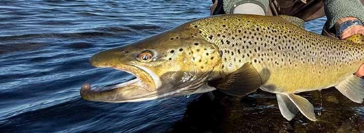Gros plan sur la tête d’une grosse truite fario à bec, prise à Veirières