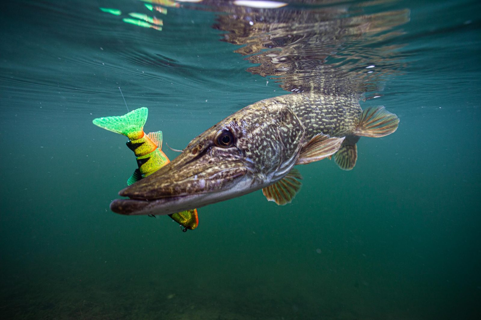 Brochet filmé sous l’eau suivant un swimbait de couleur perche en eau claire