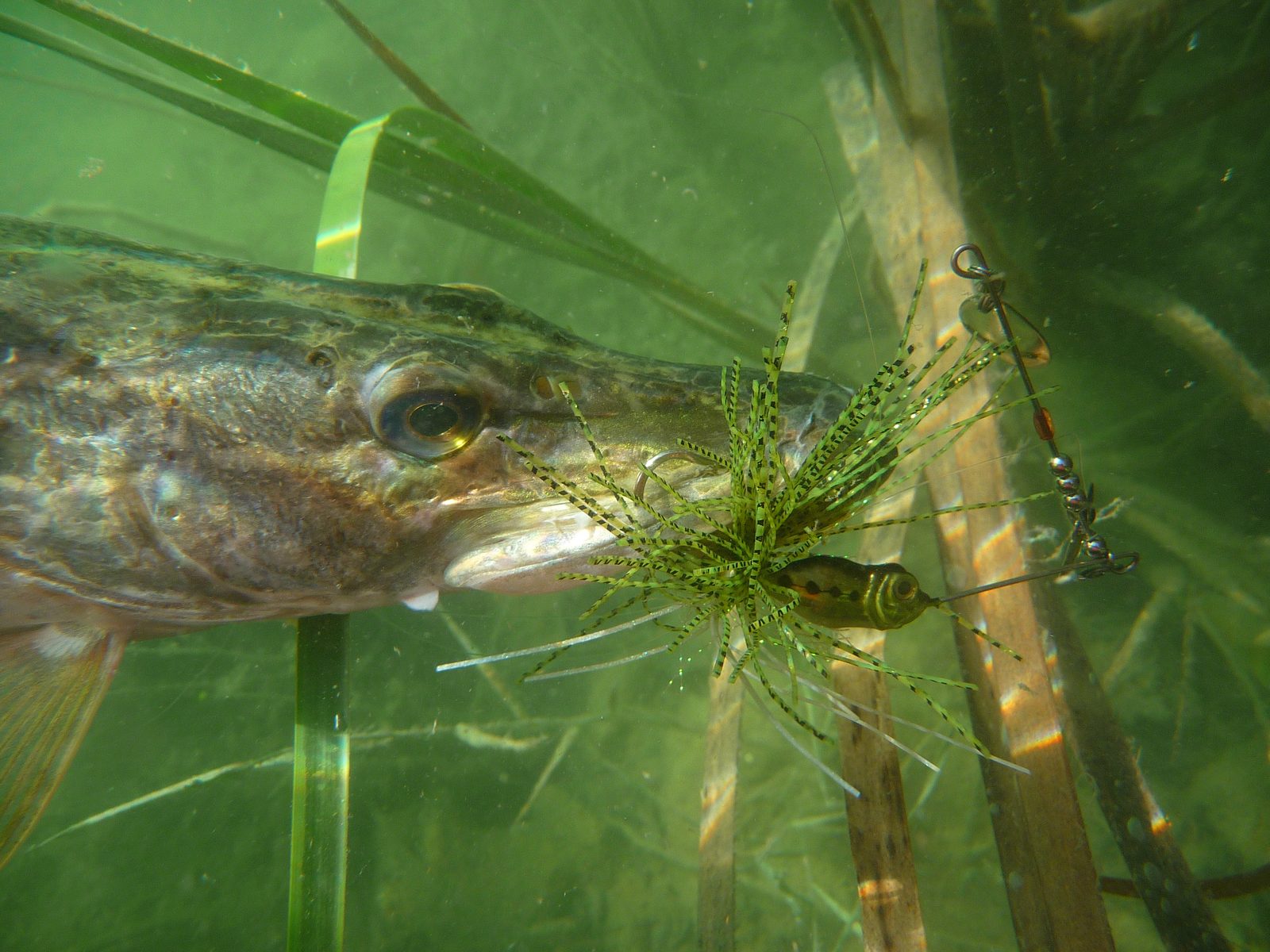 Brochet photographié sous l’eau, un spinnerbait dans la gueule, au milieu des herbiers