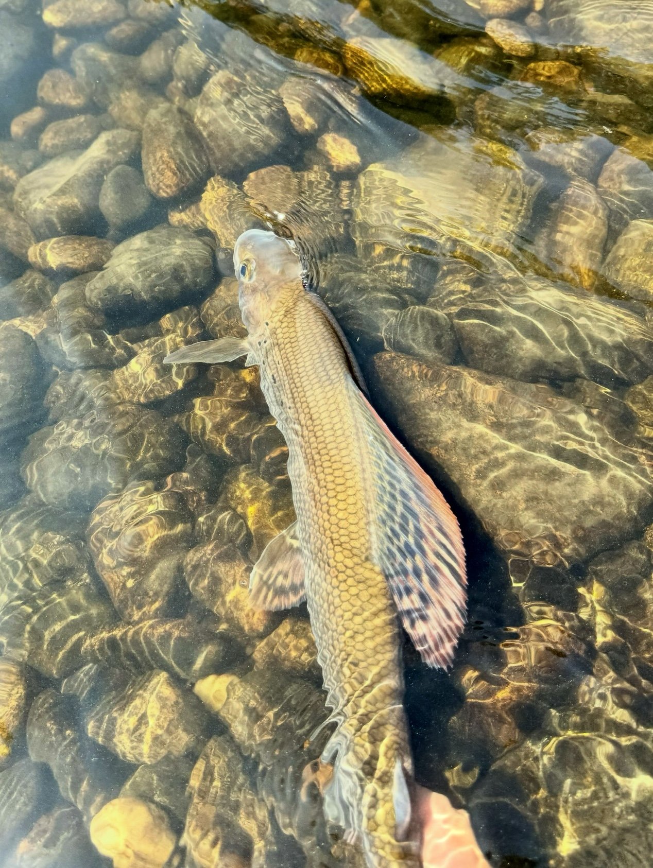 Brocheton relâché dans une eau claire sur fond de galets