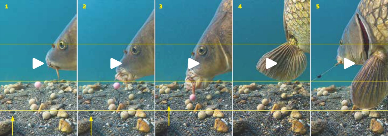 Séquence vidéo sous-marine en cinq images d’une carpe qui aspire l’esche puis décolle le plomb