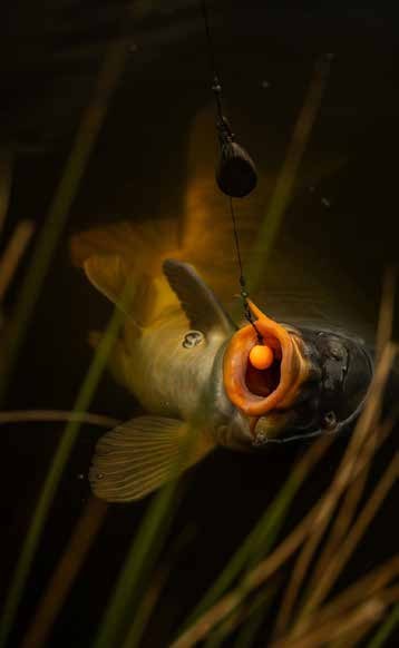 Carpe sous l’eau aspirant une esche orange montée sur un bas de ligne