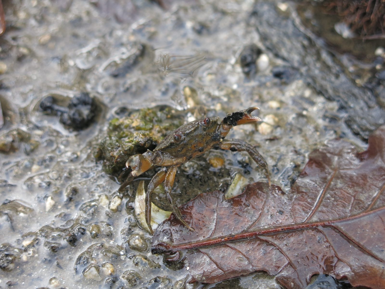 Petit crabe vert sur la vase d’un estuaire, proie favorite du bar