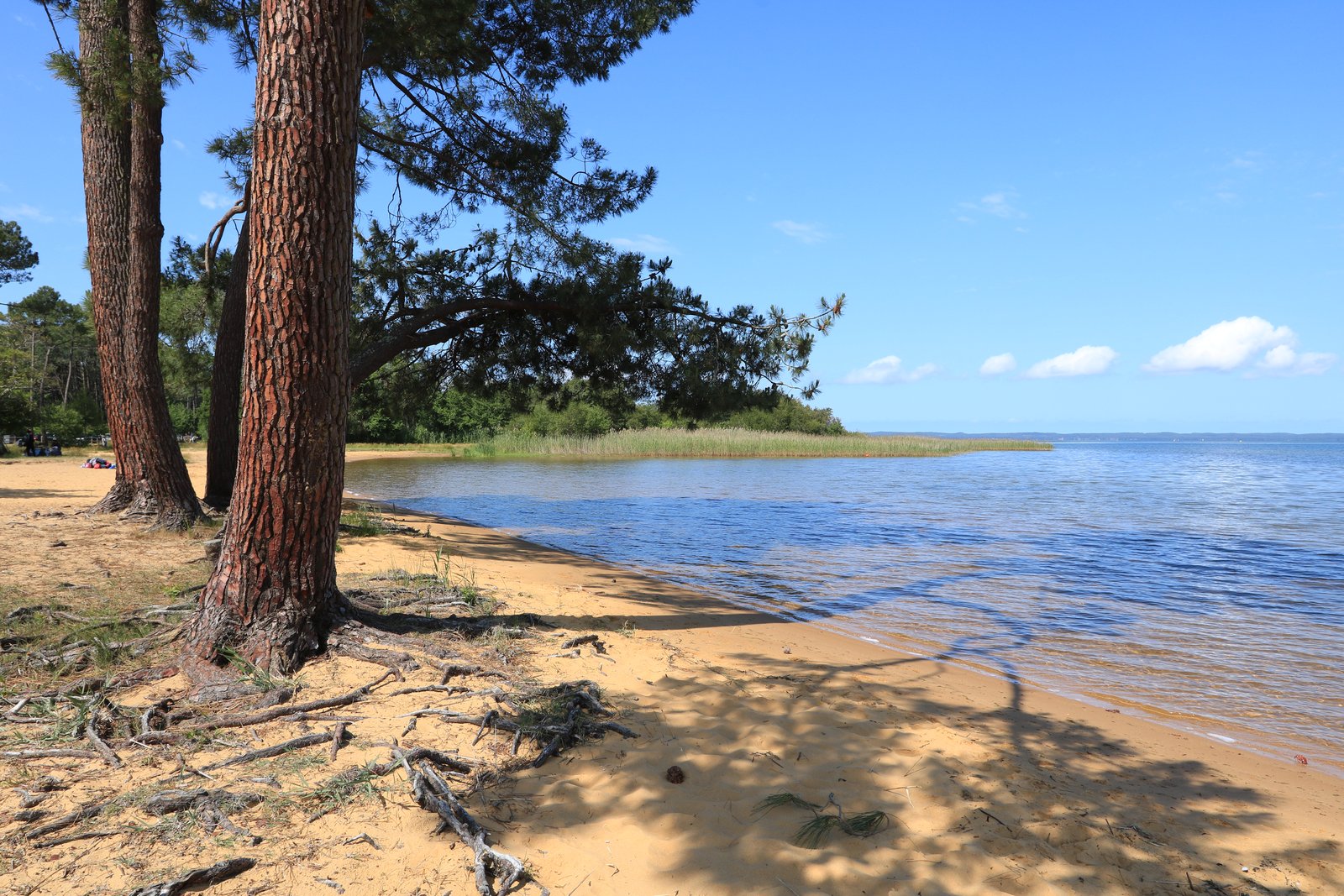 Rive sableuse d'un grand lac landais bordée de pins maritimes
