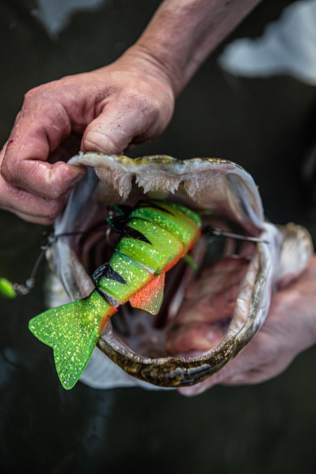 Gros swimbait vert et jaune dans la gueule ouverte d’un brochet tenue à la main