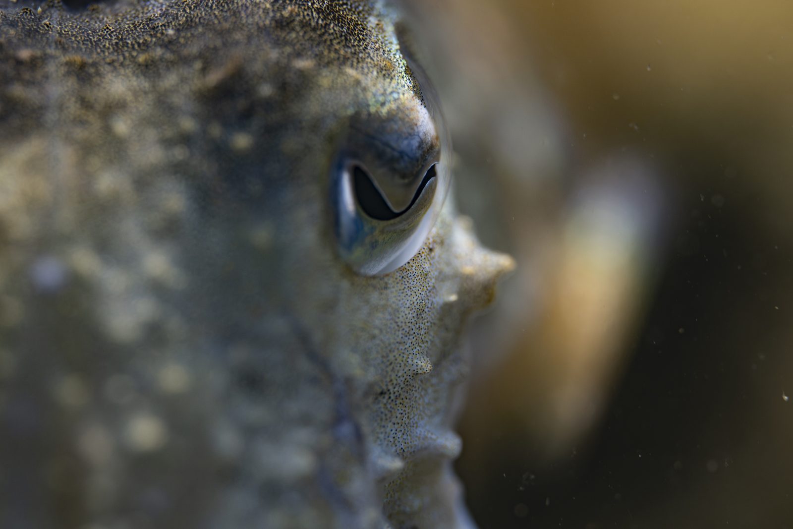 Gros plan sur l’œil d’une seiche commune et sa pupille en forme de W