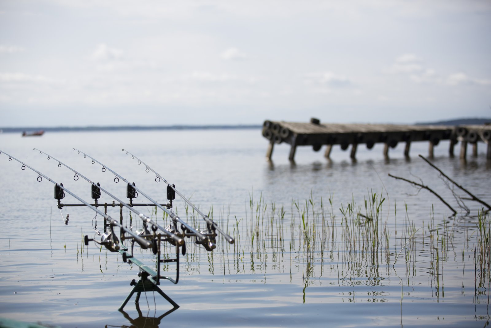 Rod-pod et cannes à carpe installés au bord d'un lac des Landes face à un ponton