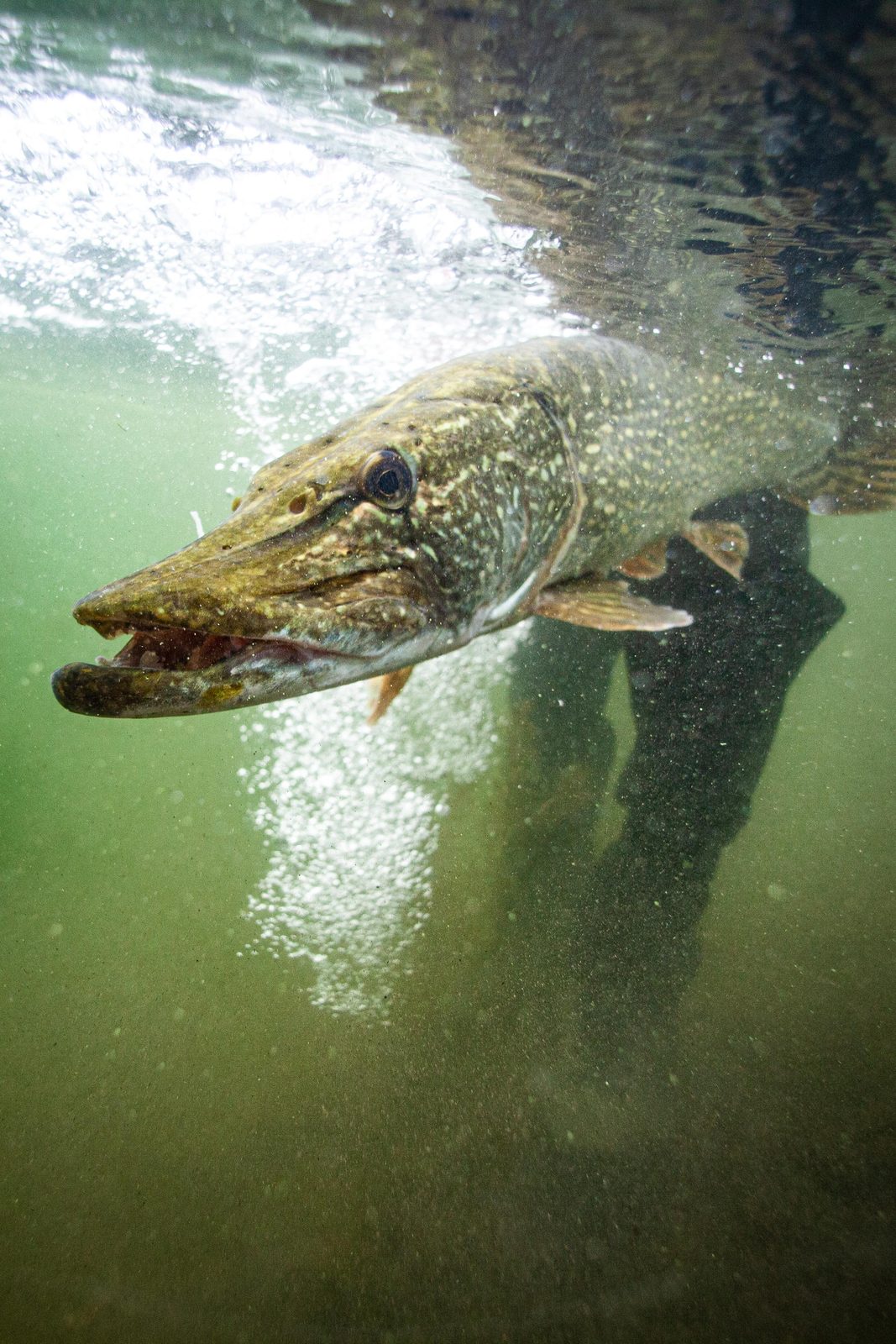 Gros brochet filmé sous l’eau au moment de sa remise à l’eau