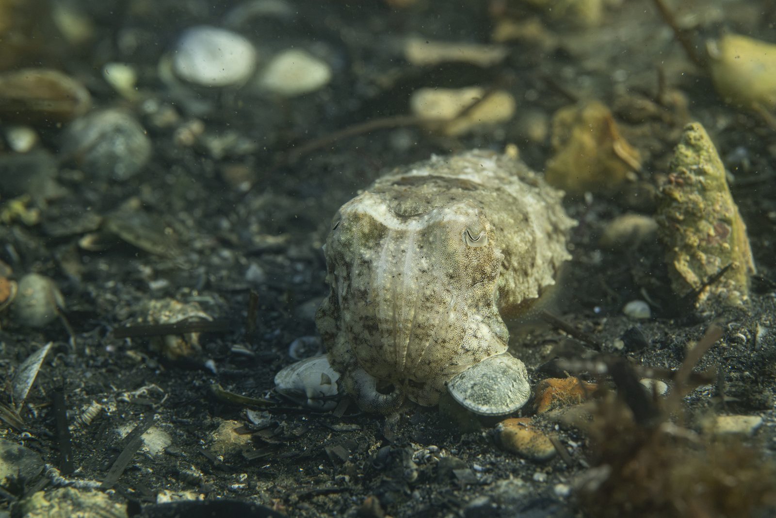 Seiche aux teintes claires sur un fond de galets et de coquillages
