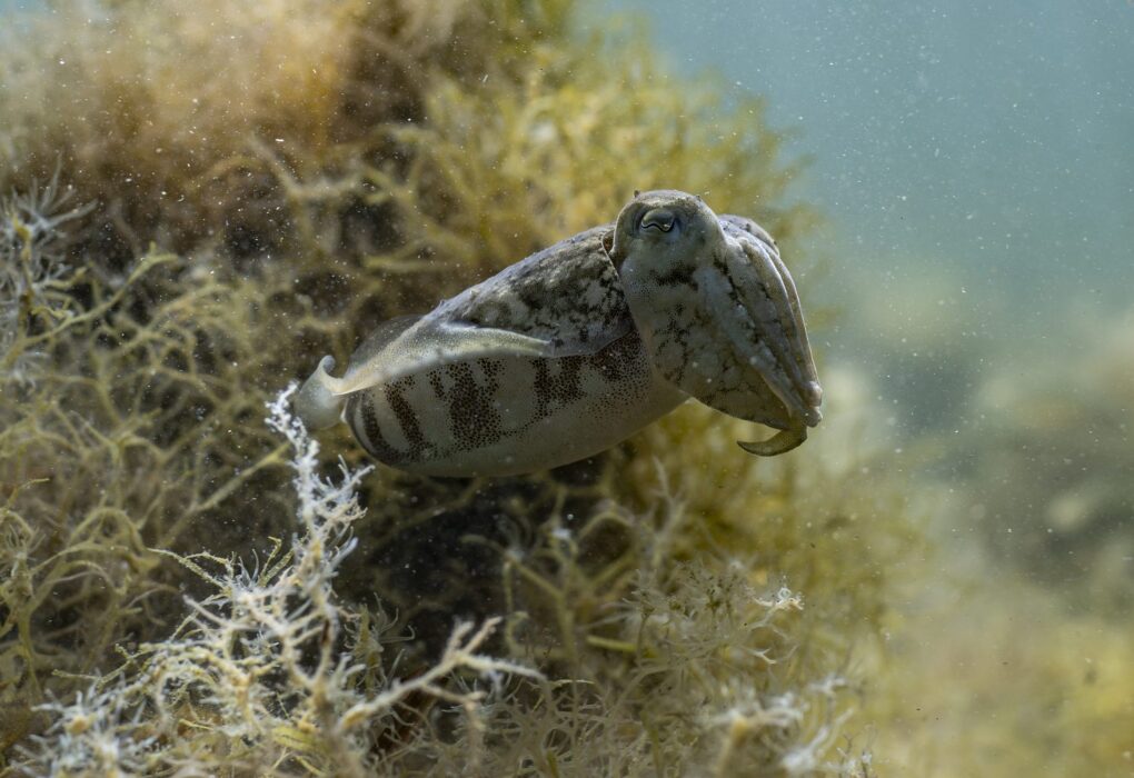 Seiche commune nageant au-dessus des algues dans les petits fonds de Méditerranée
