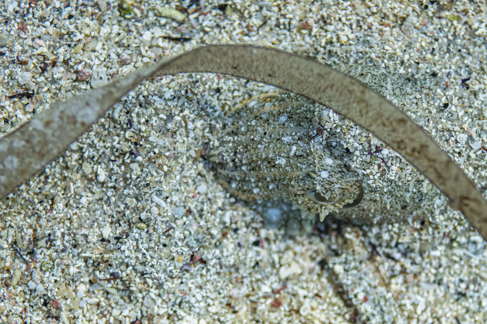 Seiche presque invisible, à demi enfouie dans le sable à côté d’une feuille de posidonie
