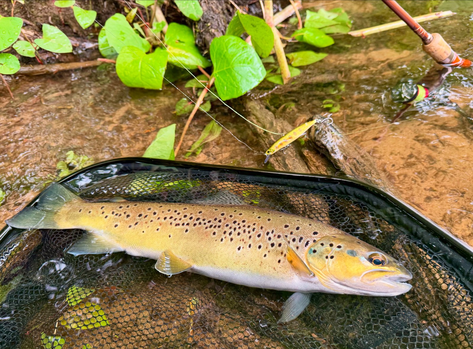 Truite fario dans l'épuisette au bord d'une rivière de Nouvelle-Aquitaine, leurre souple posé sur la berge